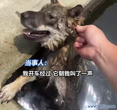 小狗掉池塘捏出血迹苦遵从旧终被救 男人：池塘很偏僻，抑遏易被珍贵到